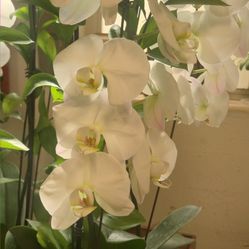 White Waterfall Orquids