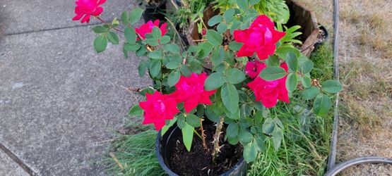 Knock Out Rose (4ft tall)