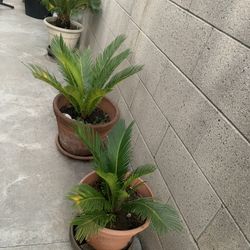 Palm Trees 