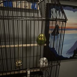 Birds And Cage With Supply’s
