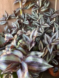 Tradescantia zebrina/ Cuttings / Indoor Plant / Outdoor Plant