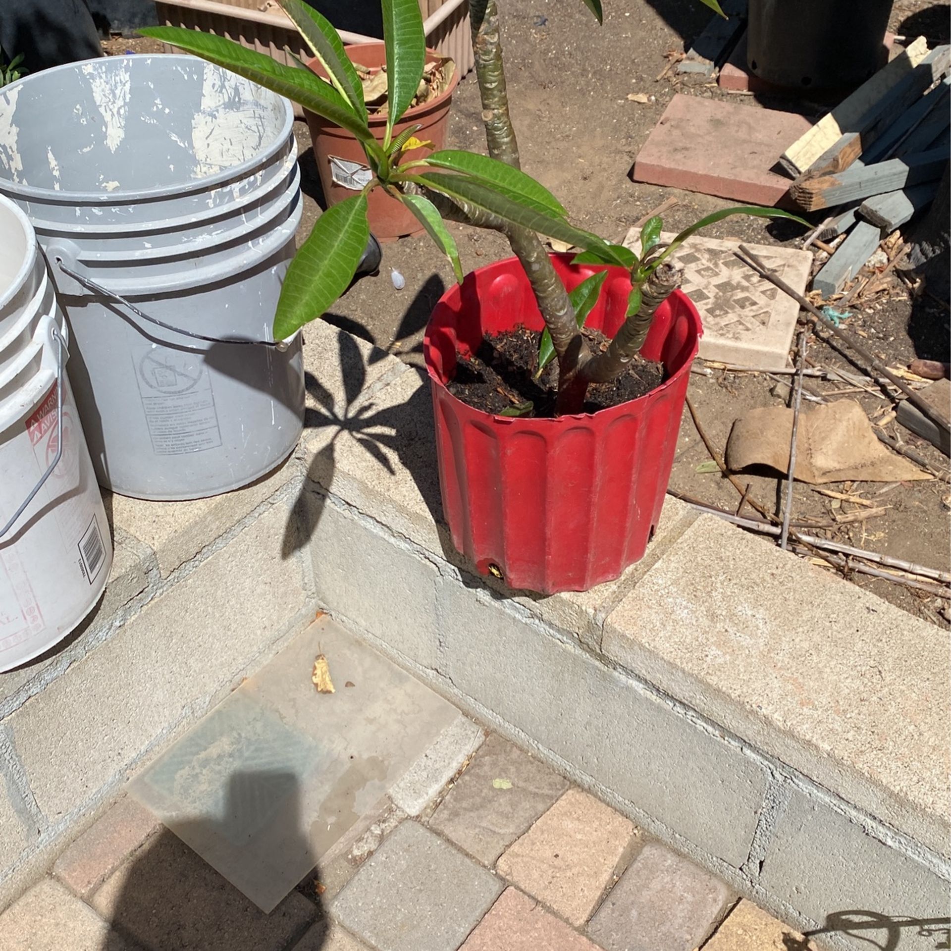Plumeria 