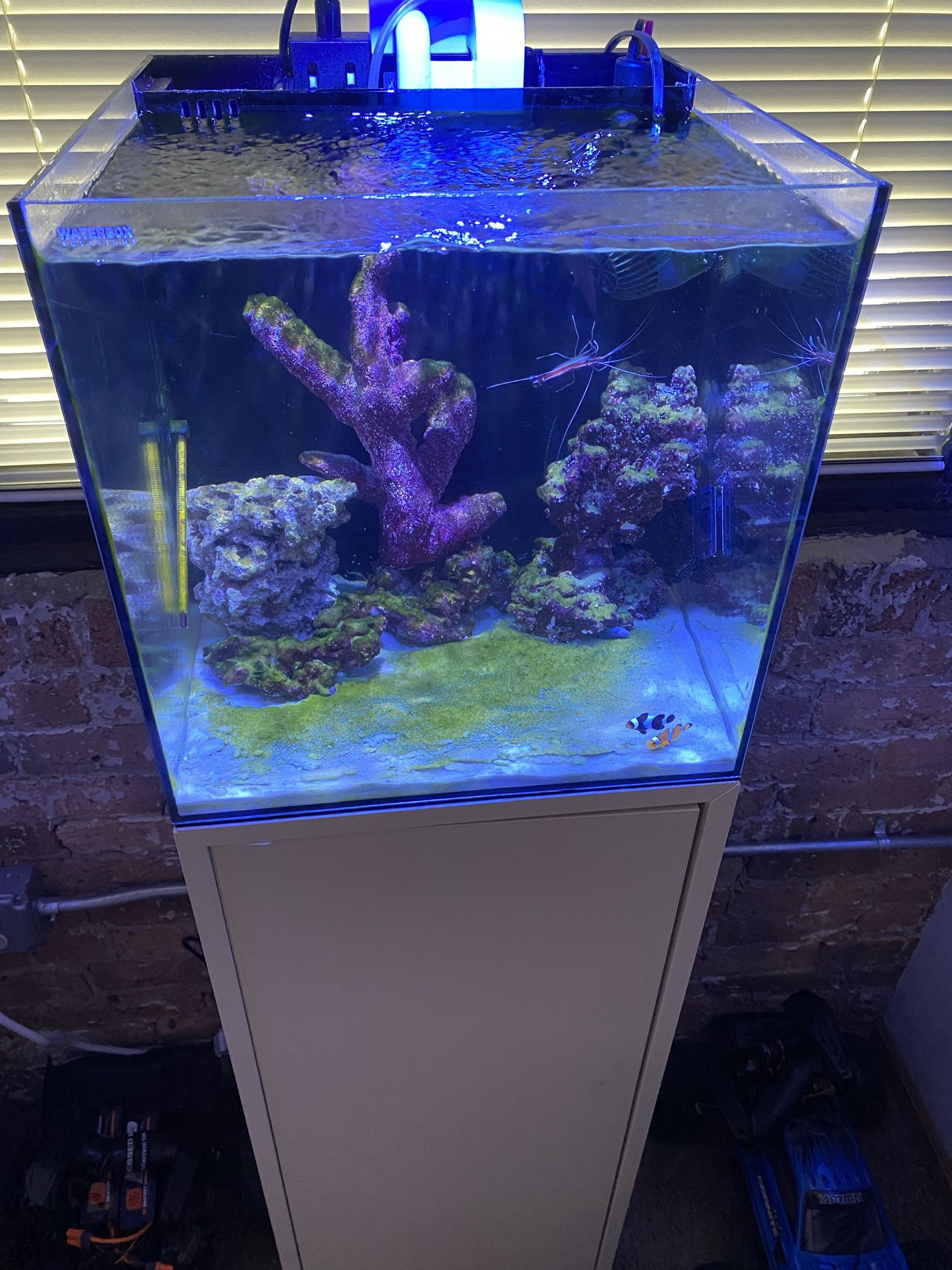 Waterbox 10 Gallon  saltwater aquarium Ready With Water 