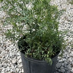 Rue plant or ‘Ruda’