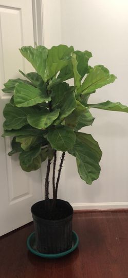 Real Natural Fiddleleaf Fig Plant Generates Oxygen In House