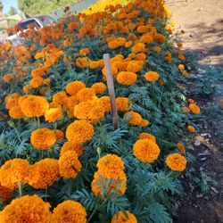 Flor De Sempasuchilt