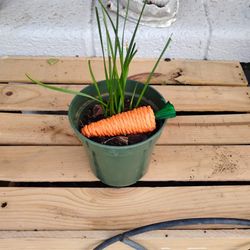 small rain lilly in plastic pot with easter carrot 