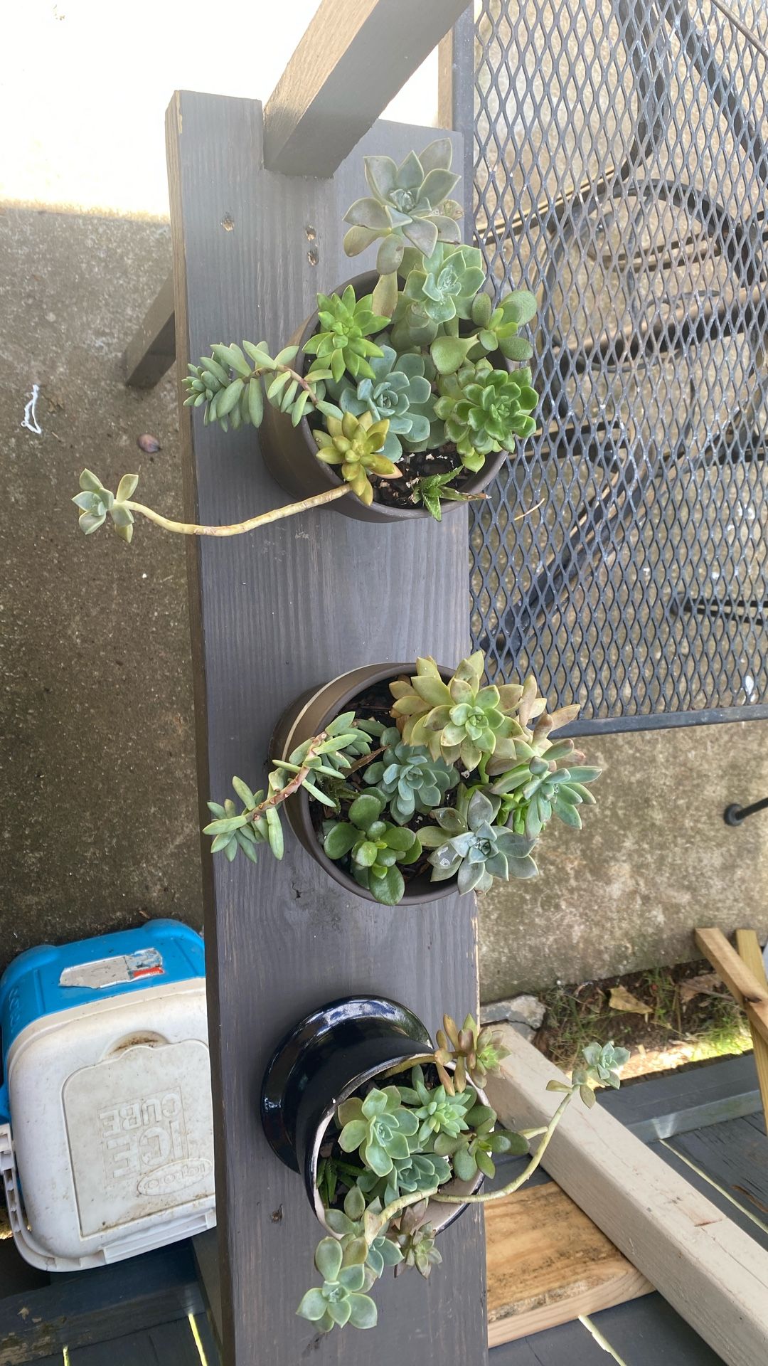 Beautiful Succulent 8 different Type