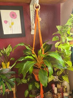 Orange Macrame Plant Hanger with Wooden Ring