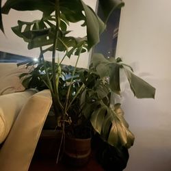 Monstera Plant 