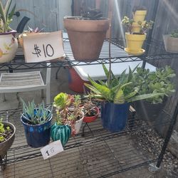 Rare plants and creative pots and accessories and more back yard sale