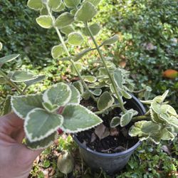 Cuban Oregano 