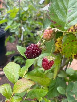 Grape Vines- Blueberry Plants-Blackberry Plants- Strawberry Plants- Grape Vines- Gooseberry Plants- Currant Plants- Marionberry Plants- Boysenberry Pl