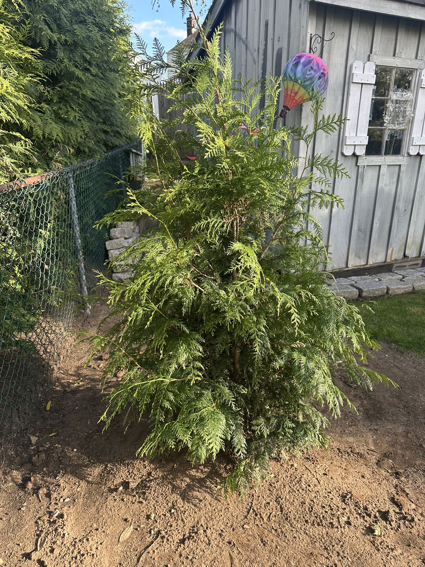 5-6ft Green Giants *URGENT MUST GO*