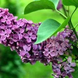 Lilac Common Plant
