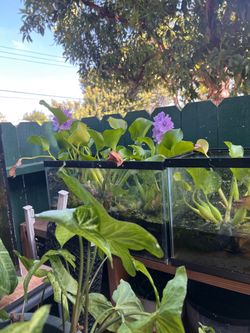 Glass 10 Gallon Aquarium Tank with Black Frame