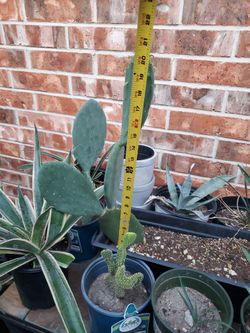 Agaves, Mangaves, Cactus And Yuccas.sS