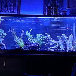 55 Gallon Aquarium Fish Tank With Stand