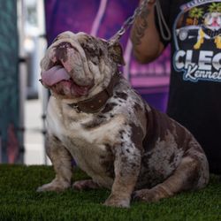 Dog Leash harnesses