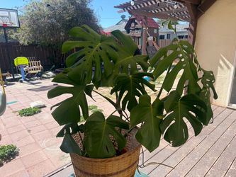 Plantas 🪴