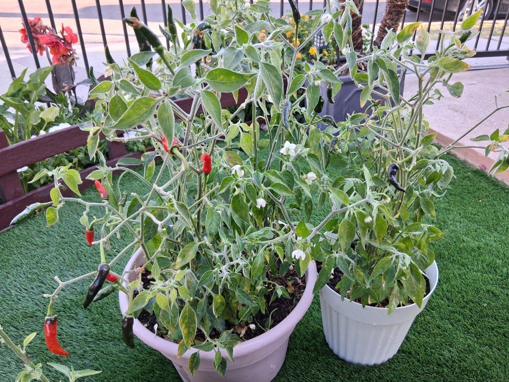 Pepper Plants