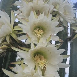 Cati Christmas Present 