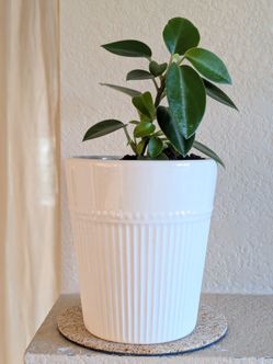 Healthy Beautiful Indoor Plant ( peperomia)