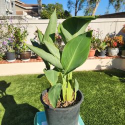 Orange Cannas  With Beautiful Flower