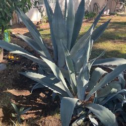 Agave