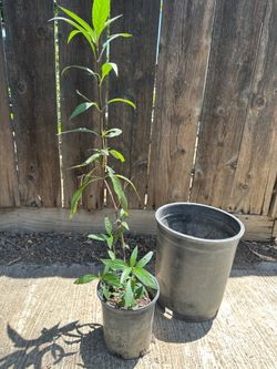 Mexican petunia