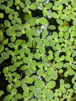 10 pc dwarf water lettuce