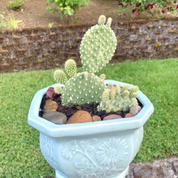 Cactus 🌵 Plant 🪴 