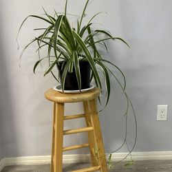 Spider Plant Houseplant
