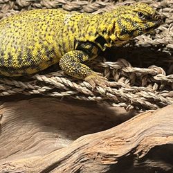 Uromastyx Breeding Pair Needs A New Home 