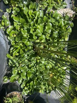 Aquarium Plants