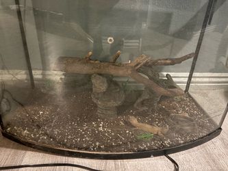 Leopard gecko