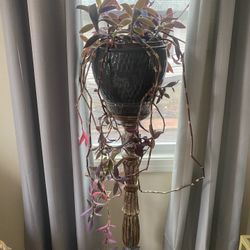 Wondering Jew Plant