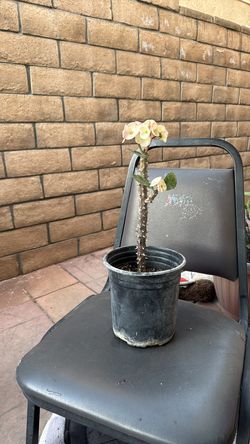 Corona de Cristo flor grande
