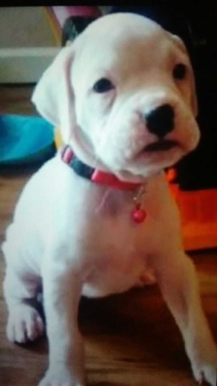 Boxer Puppy $300 Today only!