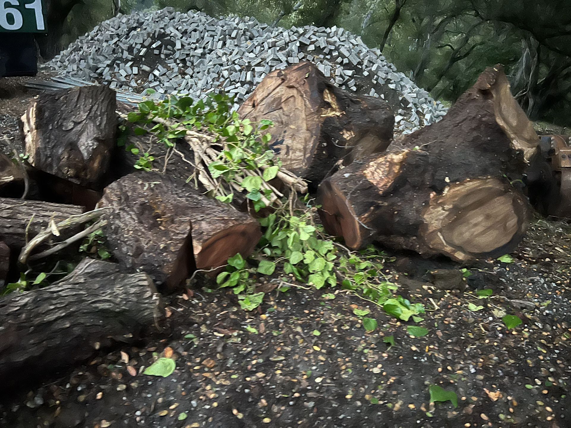 Walnut Trunks 