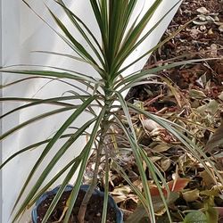 Dracena House Plant 