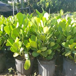 Clusias Planted Instaladas For Only $10 Free Delivery With In 10 Miles