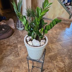 Nice ZZ Plant In 10in Ceramic Pot With Shells 