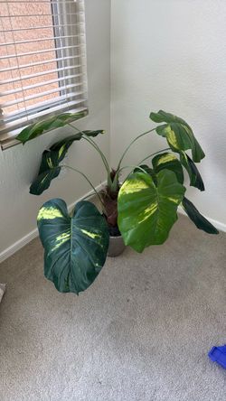 Large Variegated Philodendron Silk Plant in Pot