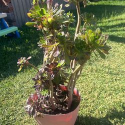 Suculenta