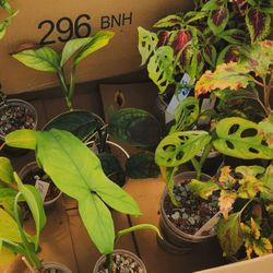 Houseplants And Pots 