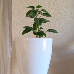 Healthy Beautiful Indoor Plant(Peperomia)