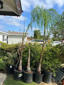 Queen Palm trees