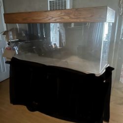 Fish Tank 