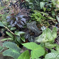 Rare And Unique Plants